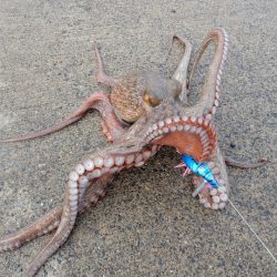 タコーレで遂に仕留めた２kgオーバーのタコ！ メガバスTACO-Leモニター投稿