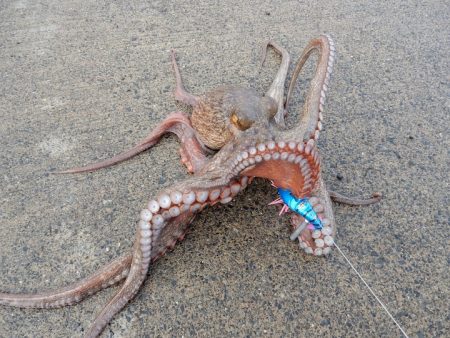 タコーレで遂に仕留めた２kgオーバーのタコ！ メガバスTACO-Leモニター投稿