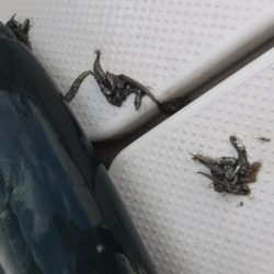 BlueNote Fishing Taxi 釣果