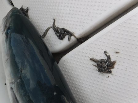 BlueNote Fishing Taxi 釣果