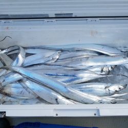 遊漁船 ニライカナイ 釣果