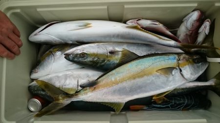 大進丸（新潟） 釣果