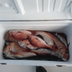 遊漁船ブルーウッズ 釣果