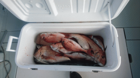 遊漁船ブルーウッズ 釣果