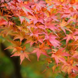 小菅トラウトガーデン 釣果