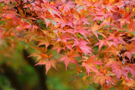 小菅トラウトガーデン 釣果