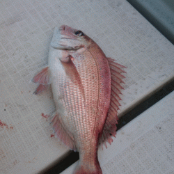 遊漁船ブルーウッズ 釣果