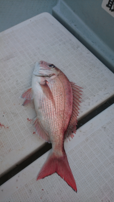 遊漁船ブルーウッズ 釣果