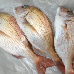 こうゆう丸 釣果