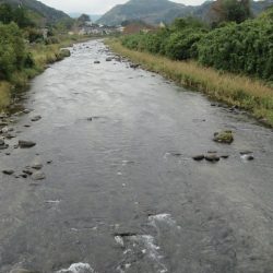 狩野川(狩野川漁業協同組合) 釣果