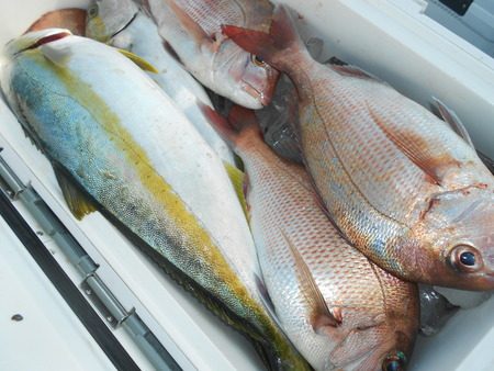 こうゆう丸 釣果