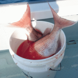 遊漁船ブルーウッズ 釣果