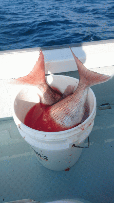 遊漁船ブルーウッズ 釣果