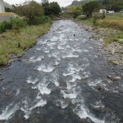 狩野川(狩野川漁業協同組合) 釣果