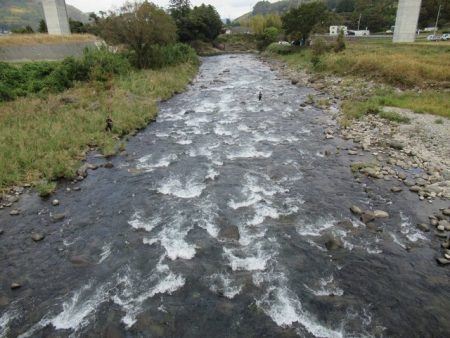 狩野川(狩野川漁業協同組合) 釣果