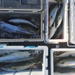 気仙沼　つり丸 釣果