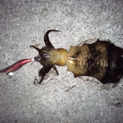 晩秋アオリイカ