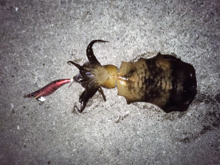 晩秋アオリイカ