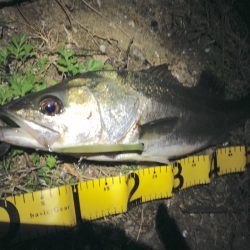 好調続く淀シーサヨリ打ち