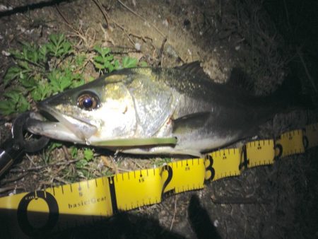 好調続く淀シーサヨリ打ち