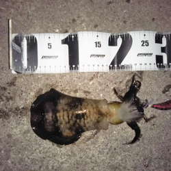 晩秋アオリイカ