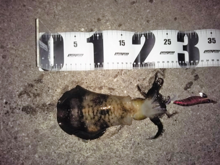 晩秋アオリイカ