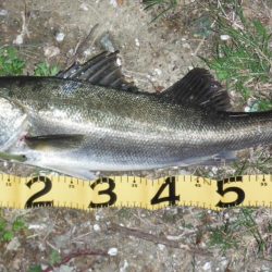 好調続く淀シーサヨリ打ち