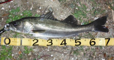 好調続く淀シーサヨリ打ち