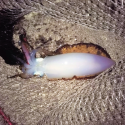 晩秋アオリイカ