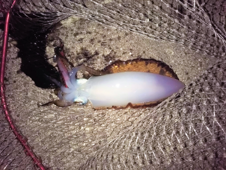 晩秋アオリイカ