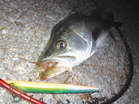 難しいボイルもビッグルアーで！
