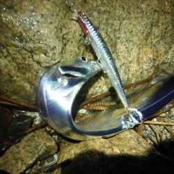 淀川タチウオ警報！