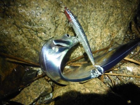 淀川タチウオ警報！