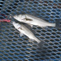 オリジナルメーカー海づり公園(市原市海づり施設) 釣果