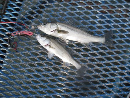 オリジナルメーカー海づり公園(市原市海づり施設) 釣果