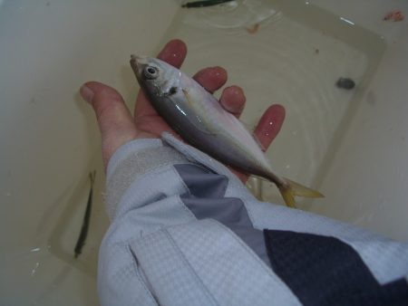 オリジナルメーカー海づり公園(市原市海づり施設) 釣果