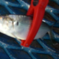 オリジナルメーカー海づり公園(市原市海づり施設) 釣果