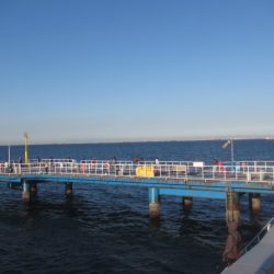 オリジナルメーカー海づり公園(市原市海づり施設) 釣果