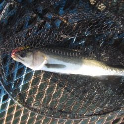 オリジナルメーカー海づり公園(市原市海づり施設) 釣果