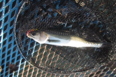 オリジナルメーカー海づり公園(市原市海づり…