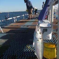 オリジナルメーカー海づり公園(市原市海づり施設) 釣果
