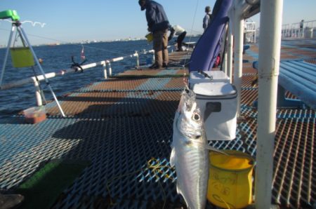 オリジナルメーカー海づり公園(市原市海づり施設) 釣果