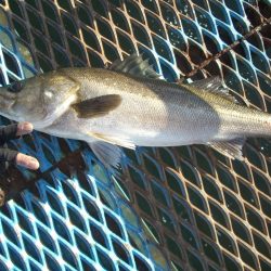 オリジナルメーカー海づり公園(市原市海づり施設) 釣果