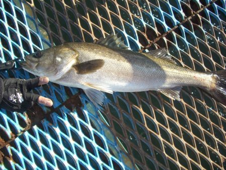 オリジナルメーカー海づり公園(市原市海づり施設) 釣果