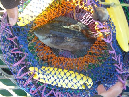 オリジナルメーカー海づり公園(市原市海づり施設) 釣果