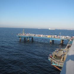 オリジナルメーカー海づり公園(市原市海づり施設) 釣果