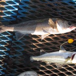オリジナルメーカー海づり公園(市原市海づり施設) 釣果