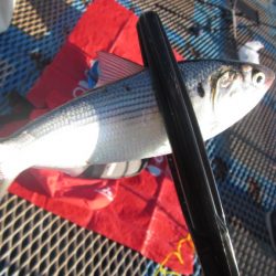 オリジナルメーカー海づり公園(市原市海づり施設) 釣果