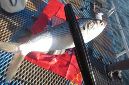 オリジナルメーカー海づり公園(市原市海づり施設) 釣果