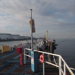 オリジナルメーカー海づり公園(市原市海づり施設) 釣果
